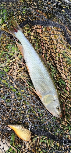 ハスの釣果