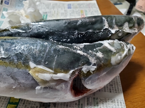 ワカシの釣果