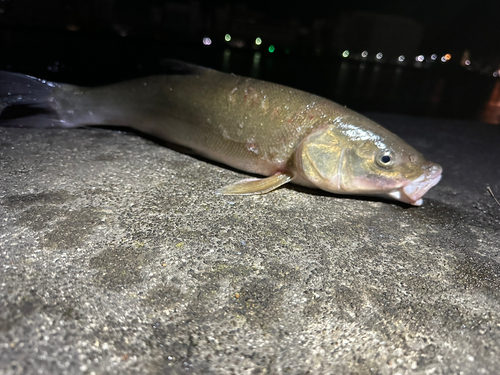 ウグイの釣果