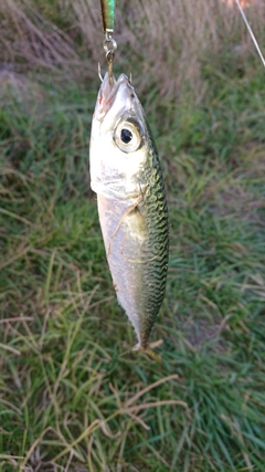 サバの釣果