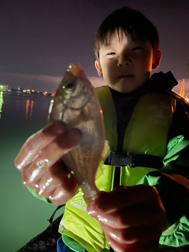 ウミタナゴの釣果