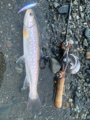 アメマスの釣果