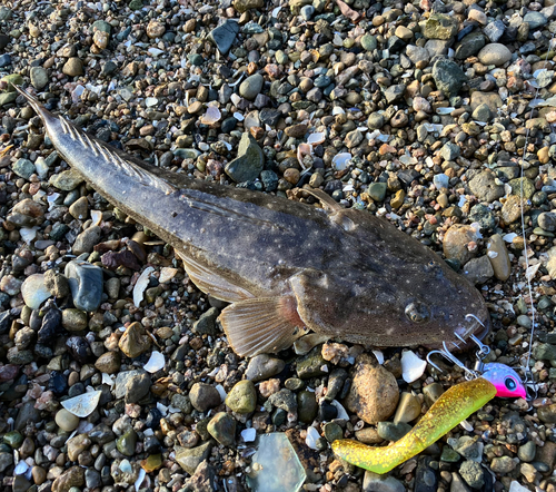 マゴチの釣果