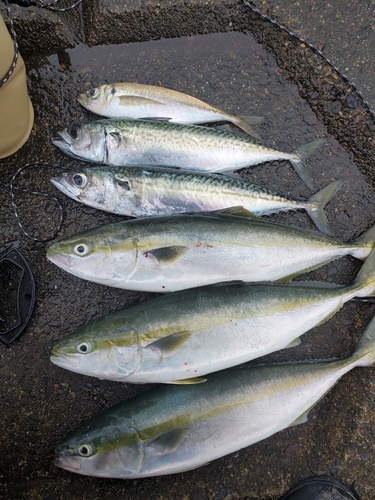 イナダの釣果