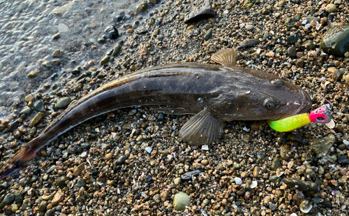 マゴチの釣果