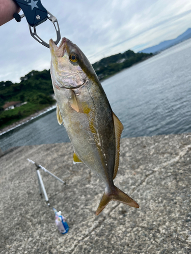 ショゴの釣果