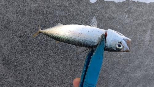 サバの釣果