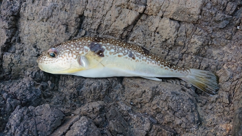 ナシフグの釣果