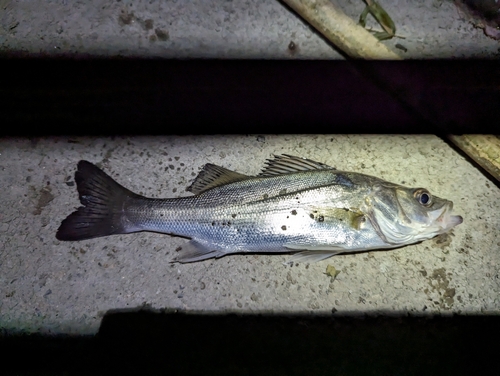 スズキの釣果