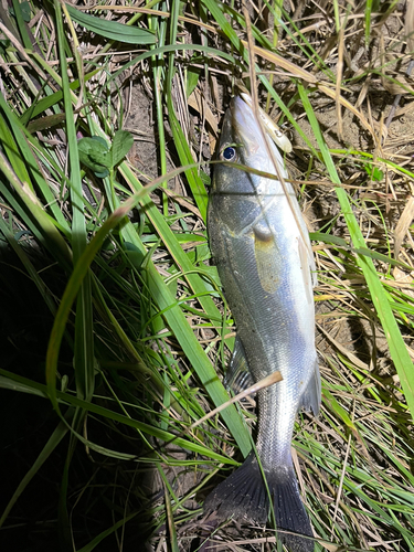 セイゴ（マルスズキ）の釣果