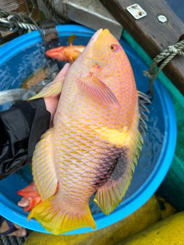 キツネベラの釣果