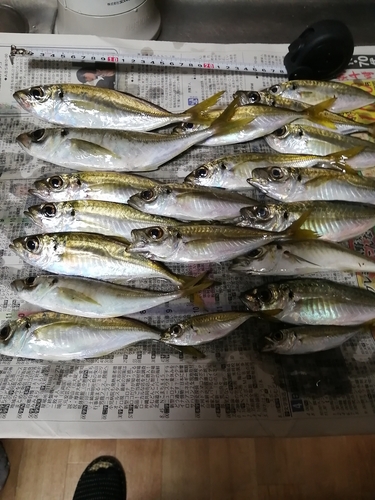 アジの釣果