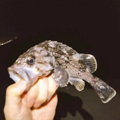 クロソイの釣果