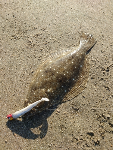 ソゲの釣果