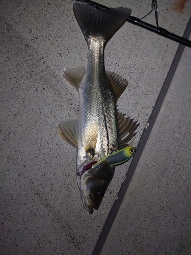 シーバスの釣果