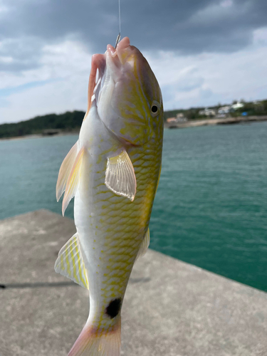 コバンヒメジの釣果