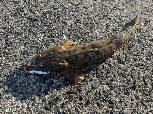 マゴチの釣果