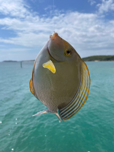 トカジャーの釣果