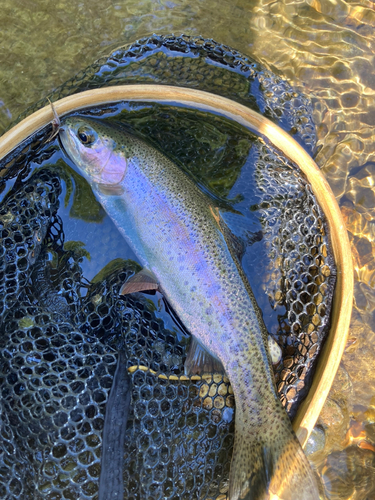 ニジマスの釣果