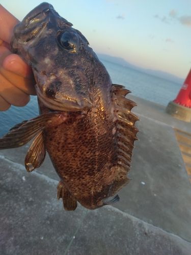 ムラソイの釣果