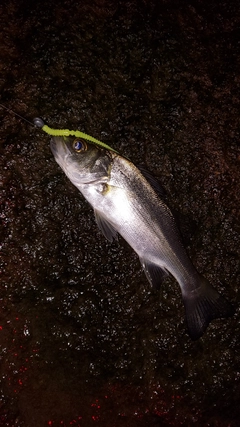 セイゴ（マルスズキ）の釣果