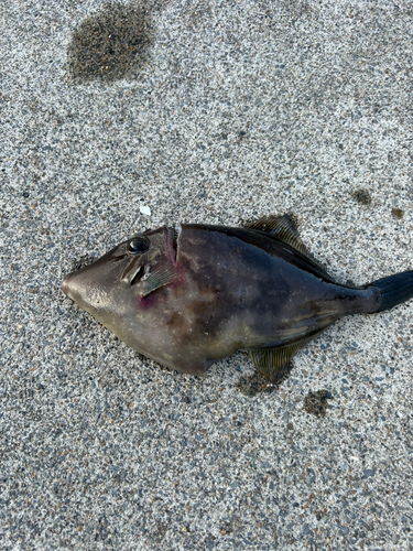 カワハギの釣果