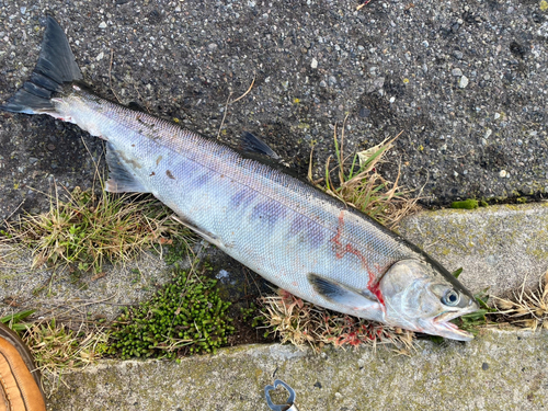 アキアジの釣果