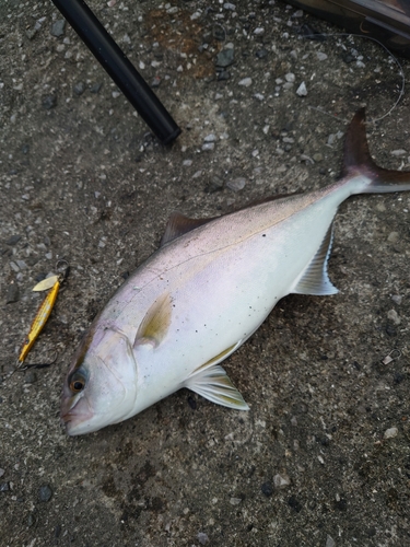 ネリゴの釣果