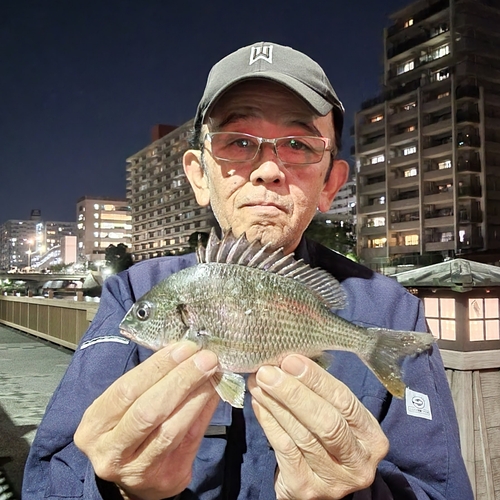 キビレの釣果