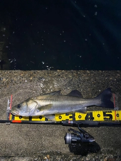 シーバスの釣果