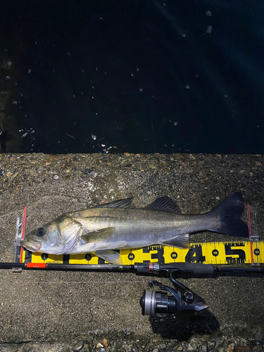 シーバスの釣果