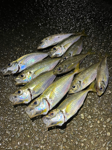 アジの釣果