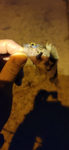 タケノコメバルの釣果