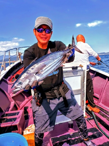 カツオの釣果