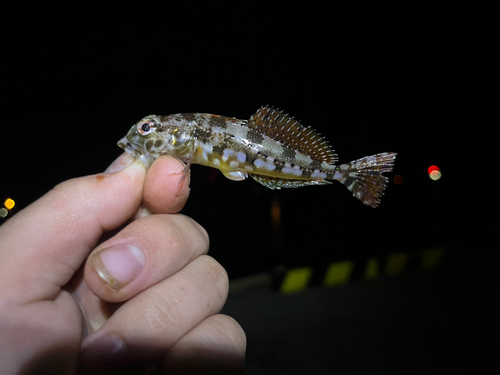 アサヒアナハゼの釣果