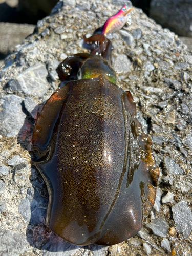 アオリイカの釣果