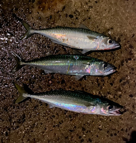 サバの釣果