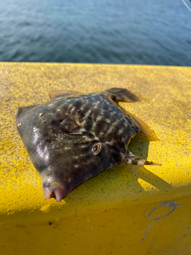 カワハギの釣果