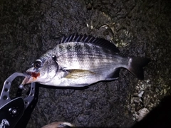 クロダイの釣果