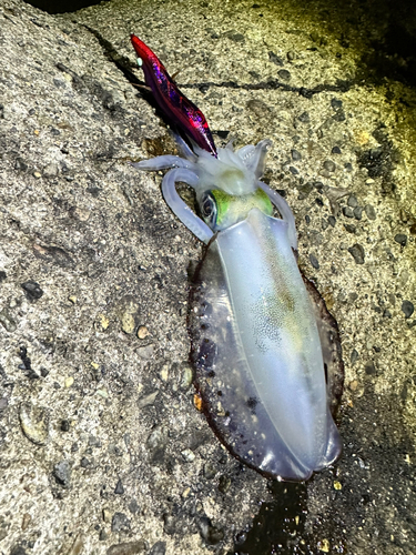 アオリイカの釣果