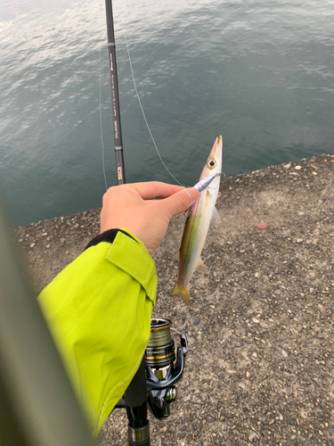 カマスの釣果