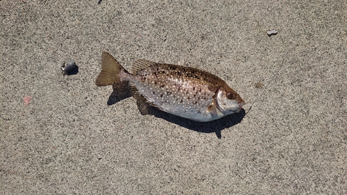 アイゴの釣果