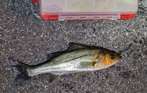 セイゴ（マルスズキ）の釣果