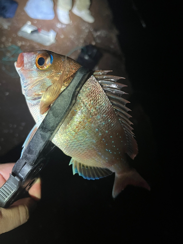 タイの釣果