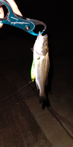 セイゴ（マルスズキ）の釣果