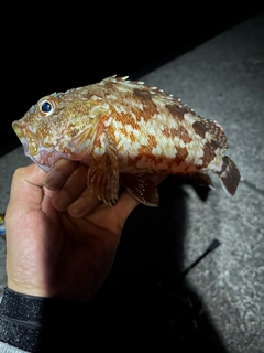 カサゴの釣果