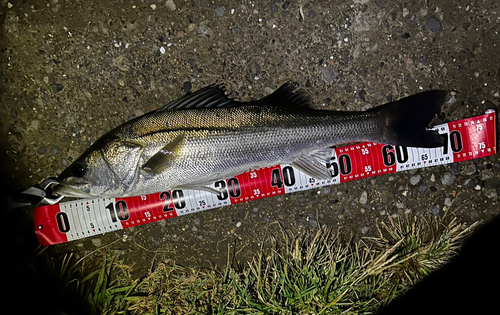 マルスズキの釣果