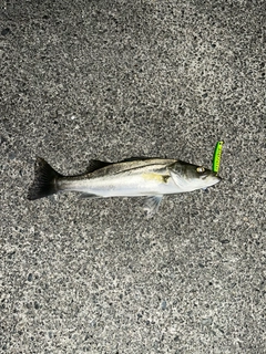 セイゴ(マルスズキ)の釣果