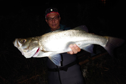 ヒラスズキの釣果