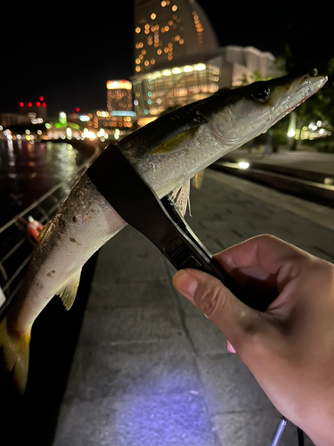 アカカマスの釣果